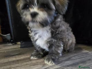 Shih Tzu dogs Imperial shih tzu puppies - Advert 9