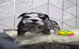 English Bulldog dogs for sale: English Bulldog Puppies - Image 5