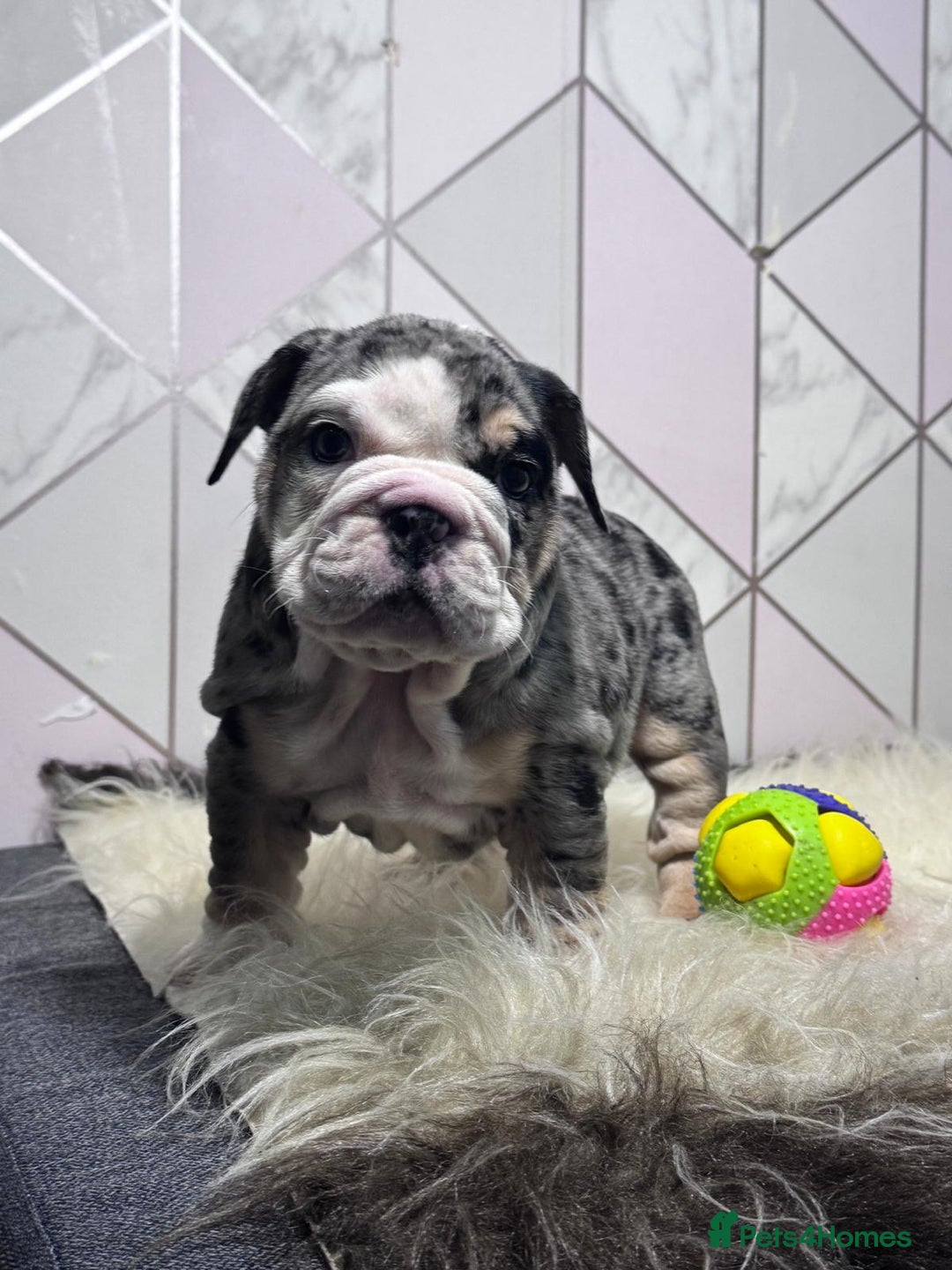 English Bulldog dogs for sale: English Bulldog Puppies - Image 5