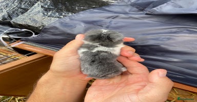Mini Lop rabbits - Advert 3