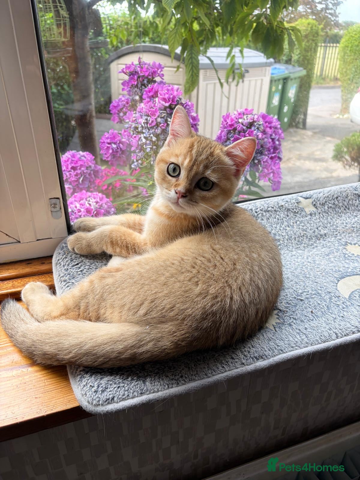 British Shorthair cats GCCF registered Golden boys  - Advert 2
