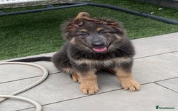 German Shepherd dogs for stud: Blue German shepherd PROVEN  - Image 15
