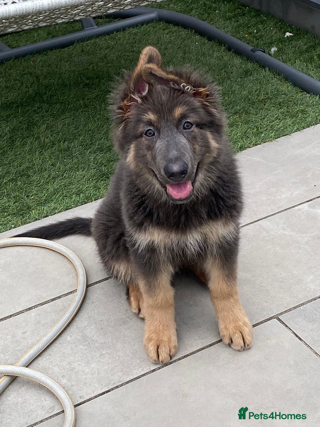 German Shepherd dogs for stud: Blue German shepherd PROVEN  - Image 15