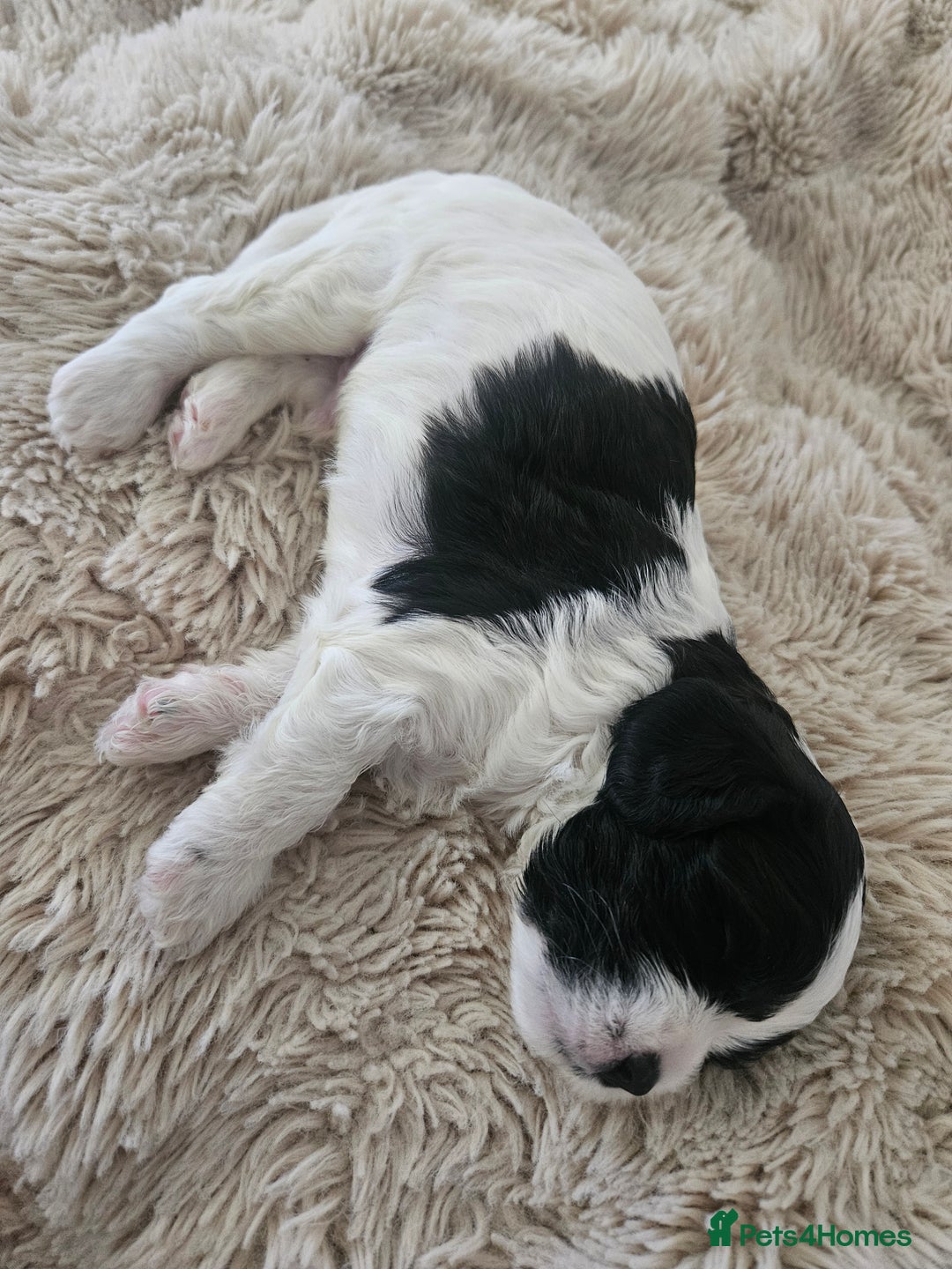 Mixed Breed dogs for sale: Cavapoo/Shihpoo mix - Image 18