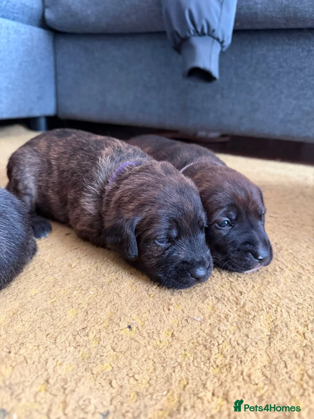 Staffordshire Bull Terrier dogs for sale: Blue American staffies - Advert 2