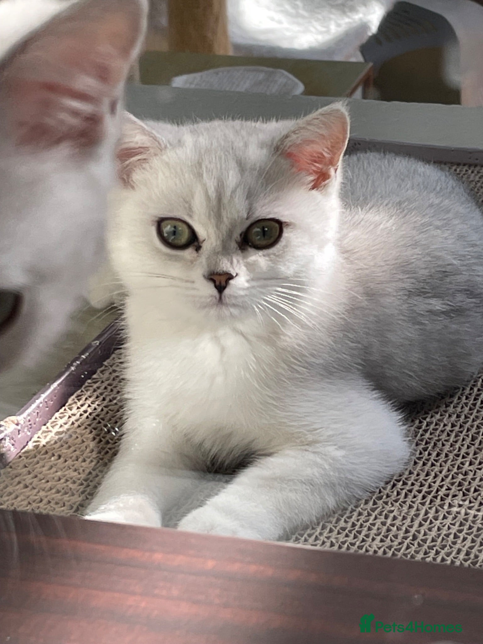 British Shorthair cats BSH BLACK TIPPED GIRL - Advert 10