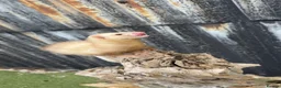 Mixed Breed reptiles for sale: Ferret in Middlesbrough - Advert 6
