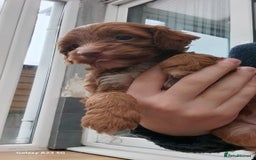 Cockapoo dogs for sale: ** BEAUTIFUL LITTER OF COCKAPOOS ** - Image 17