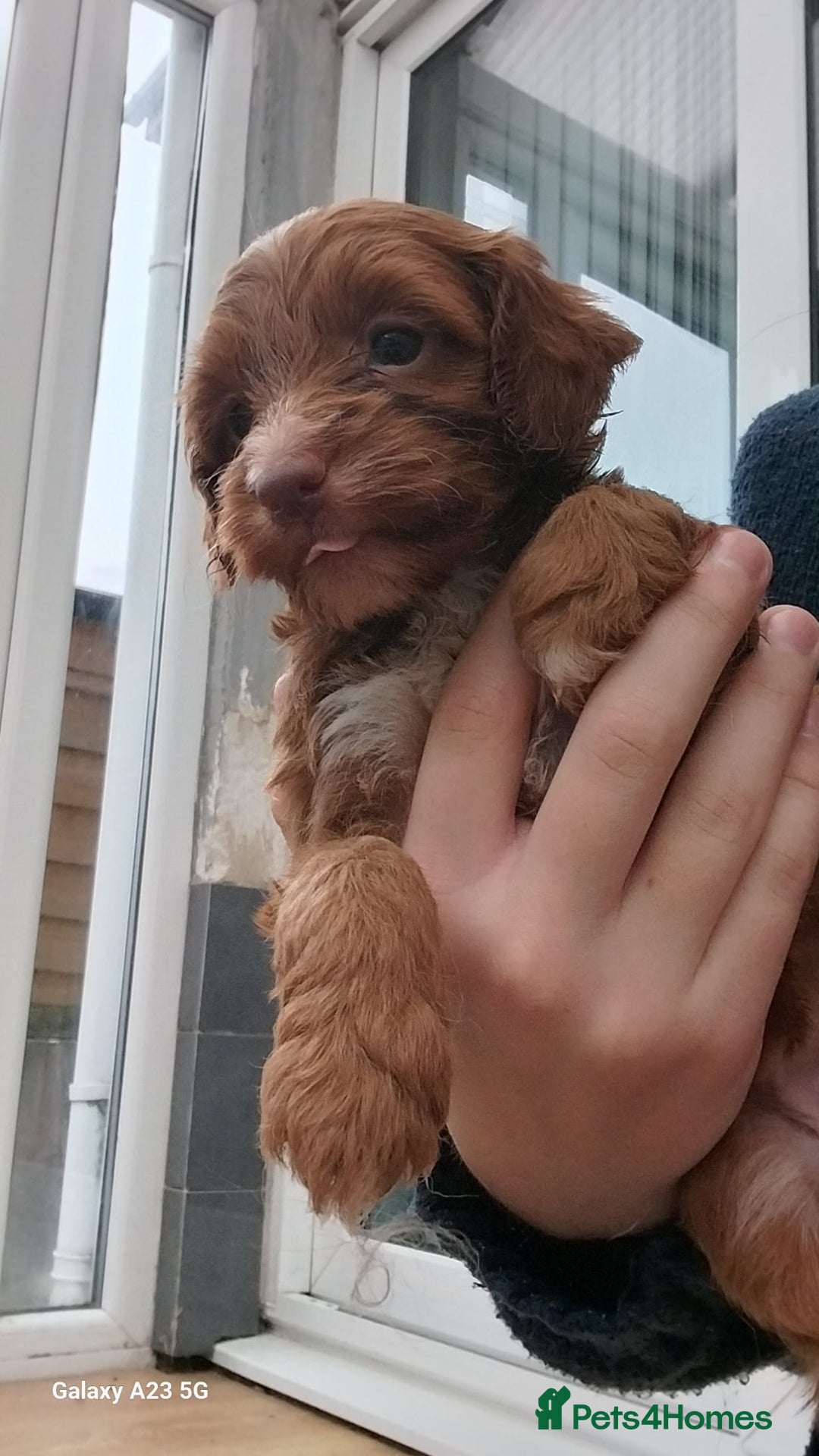Cockapoo dogs for sale: ** BEAUTIFUL LITTER OF COCKAPOOS ** - Image 17