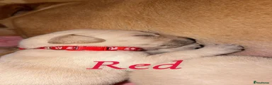 Red collar