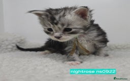 Maine Coon cats for sale: Maine Coon Kittens Silver Imported Shaded Lines - Image 24