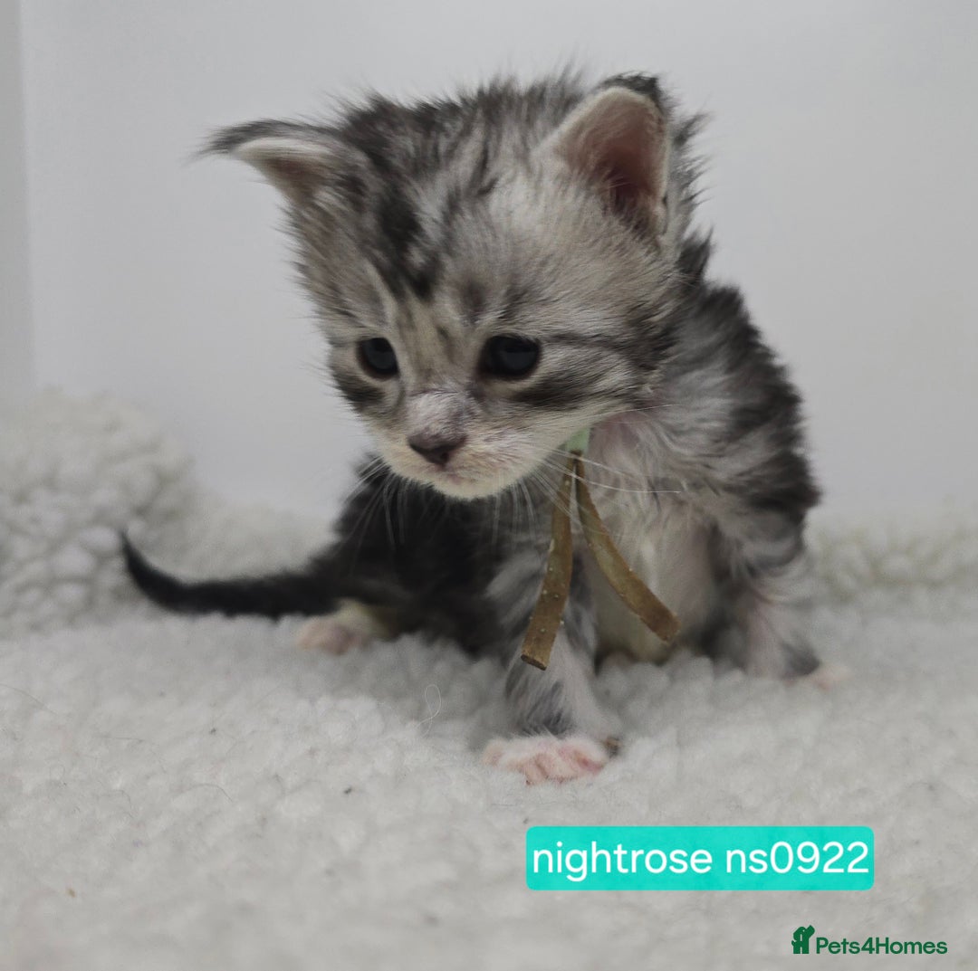 Maine Coon cats for sale: Maine Coon Kittens Silver Imported Shaded Lines - Image 24