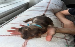 Miniature Dachshund dogs for sale: Beautiful Dachshund puppy’s  - Image 27
