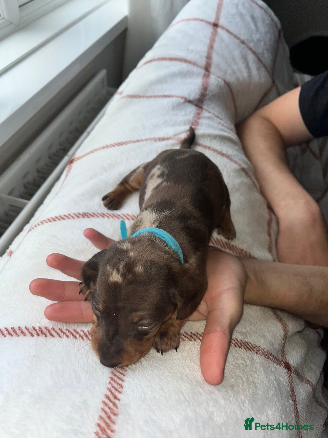 Miniature Dachshund dogs for sale: Beautiful Dachshund puppy’s  - Image 27