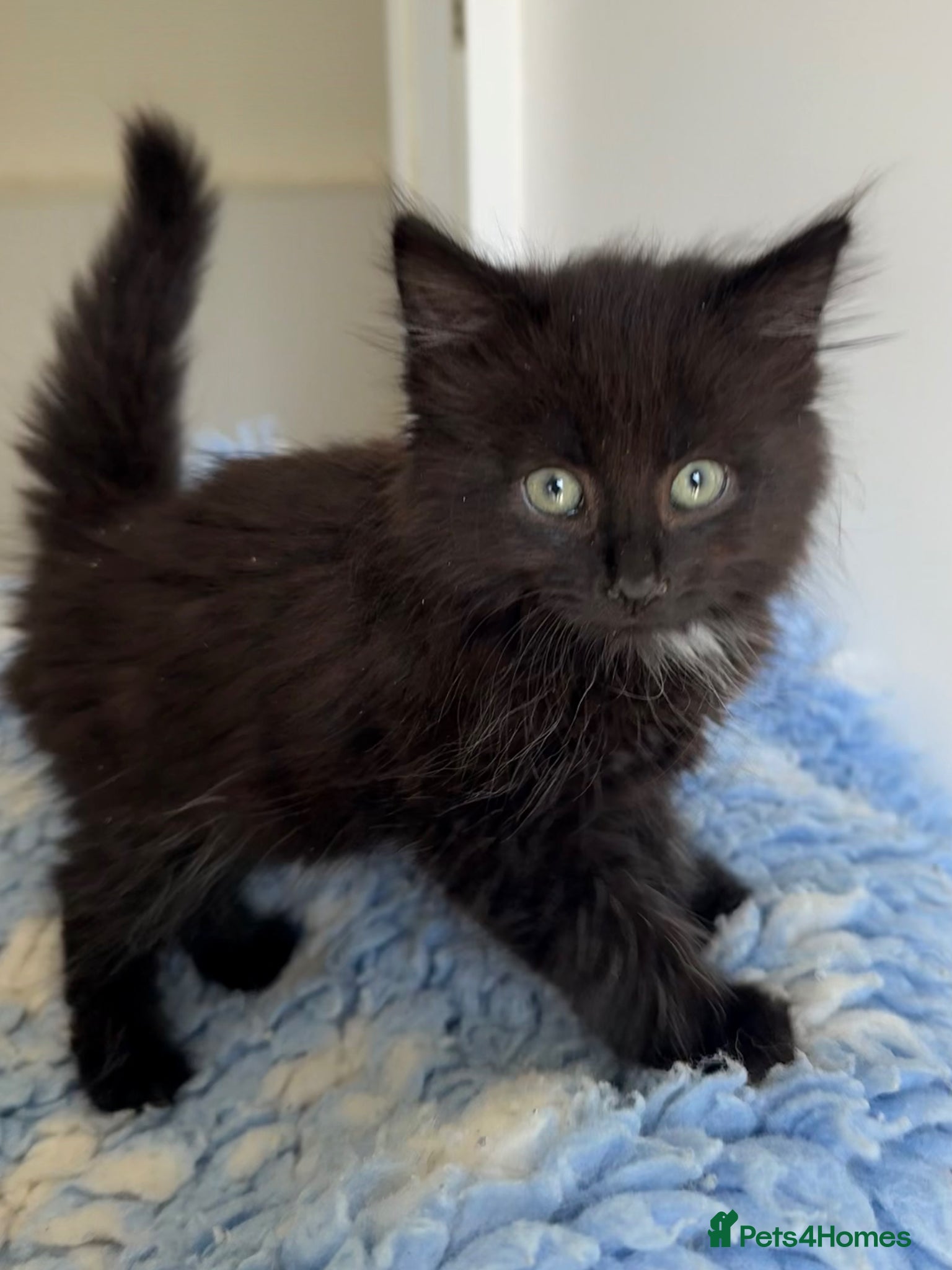 Mixed Breed cats Gorgeous kittens  - Advert 18