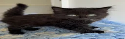 Mixed Breed cats for sale: Gorgeous kittens  - Advert 3
