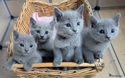 Russian Blue cats for sale: Affectionate TICA Registered kittens - Image 1