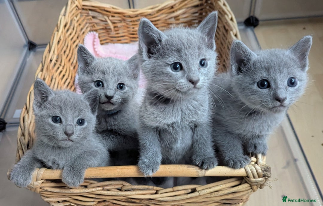 Russian Blue cats for sale: Affectionate TICA Registered kittens - Image 1