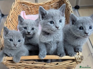 Russian Blue cats - Advert 1
