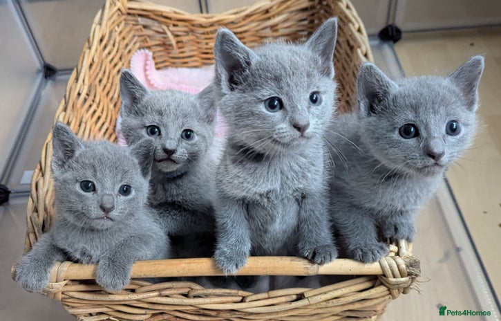 Russian Blue cats - Advert 1