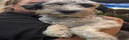 Mixed Breed dogs for adoption: Ginny - Norwich Norfolk  in Norwich - Advert 5