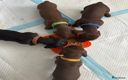Miniature Dachshund dogs for sale: Miniature Dachshunds  - Image 25