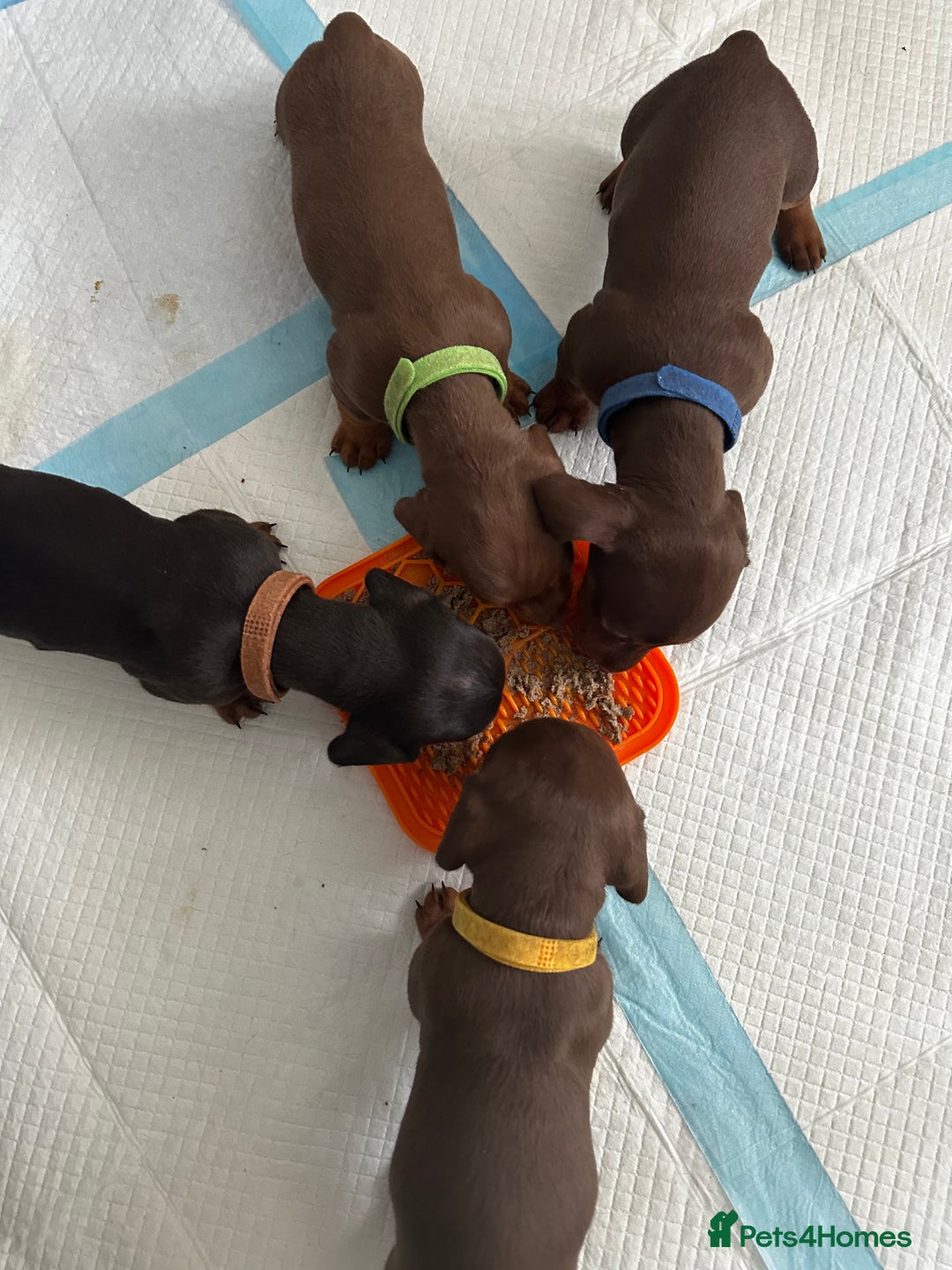 Miniature Dachshund dogs for sale: Miniature Dachshunds  - Image 25