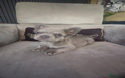 French Bulldog dogs for sale: Frenchie girl puppy’s 1 visual fluffy, 1 big rope  - Image 3