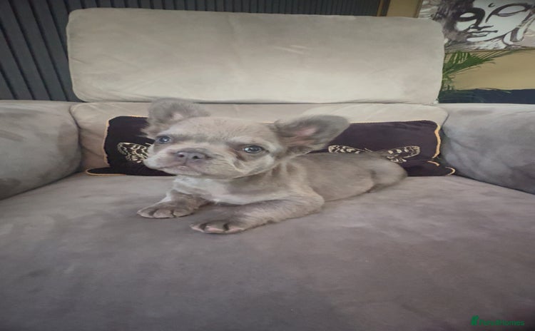 French Bulldog dogs - Advert 12