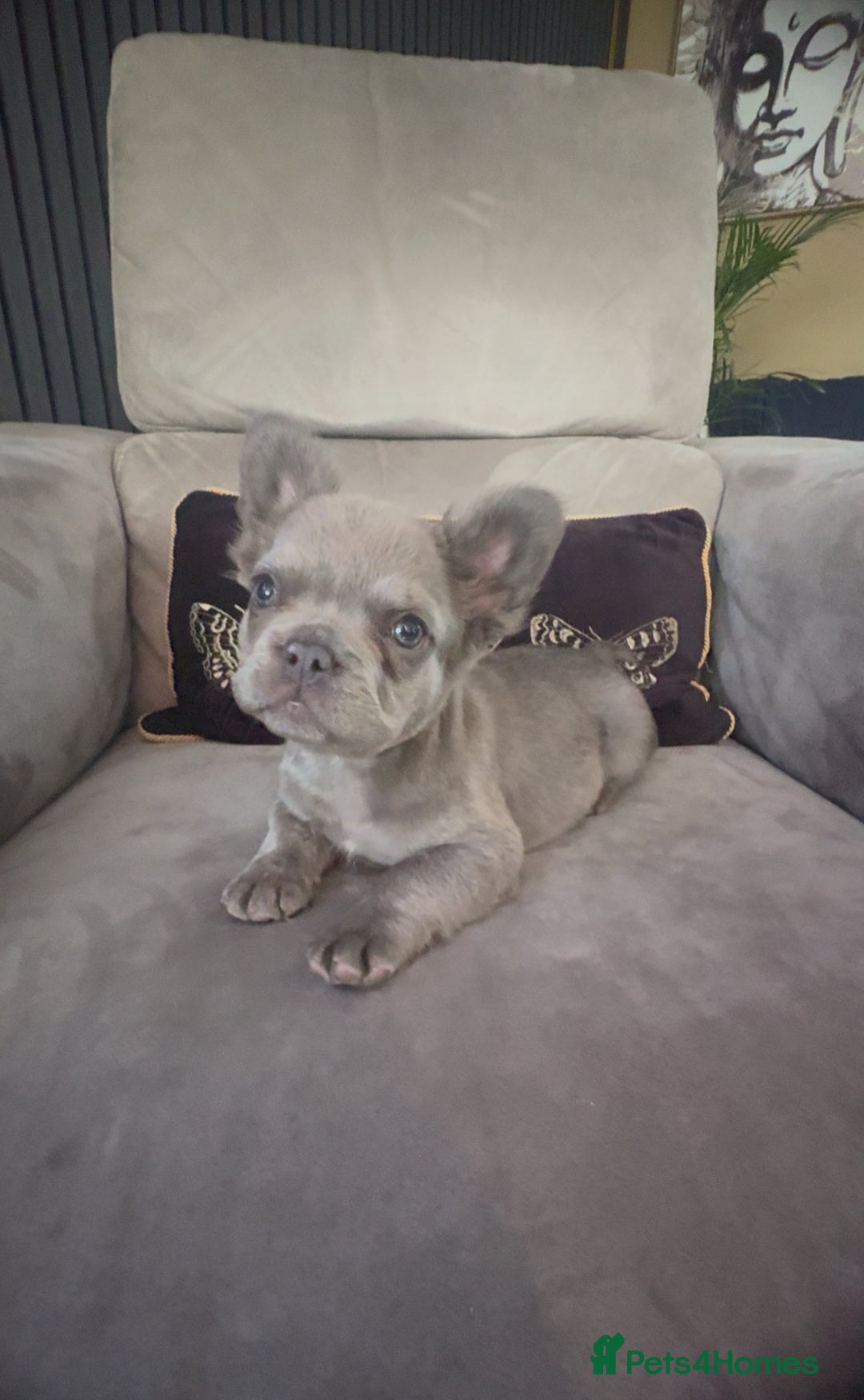 French Bulldog dogs for sale: Frenchie girl puppy’s 1 visual fluffy, 1 big rope  - Image 3