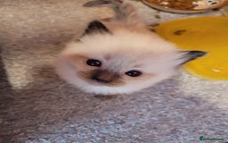 Ragdoll cats for stud: Proven chunky Ragdoll available for Stud  in Hull - Image 26
