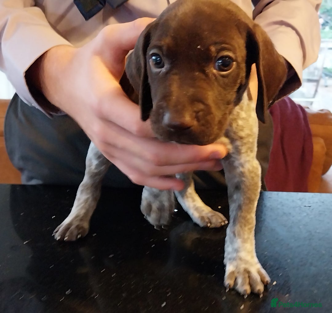 German Shorthaired Pointer dogs for sale: Amazing male GSP Puppy.  Available 5th Oct. - Image 7