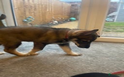 German Shepherd dogs for sale: Male German shepherd puppy ready now - Image 10