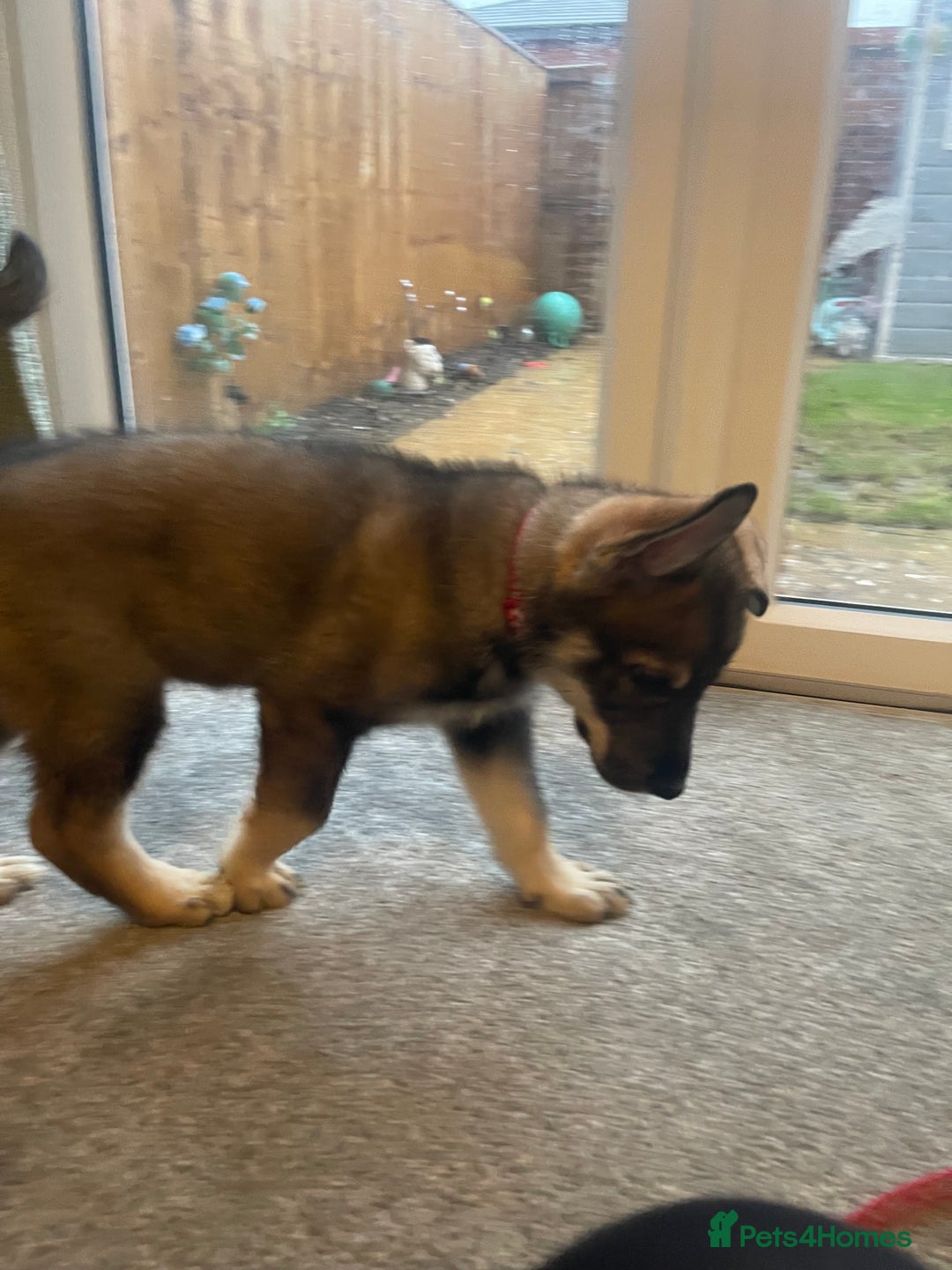 German Shepherd dogs for sale: Male German shepherd puppy ready now - Image 10