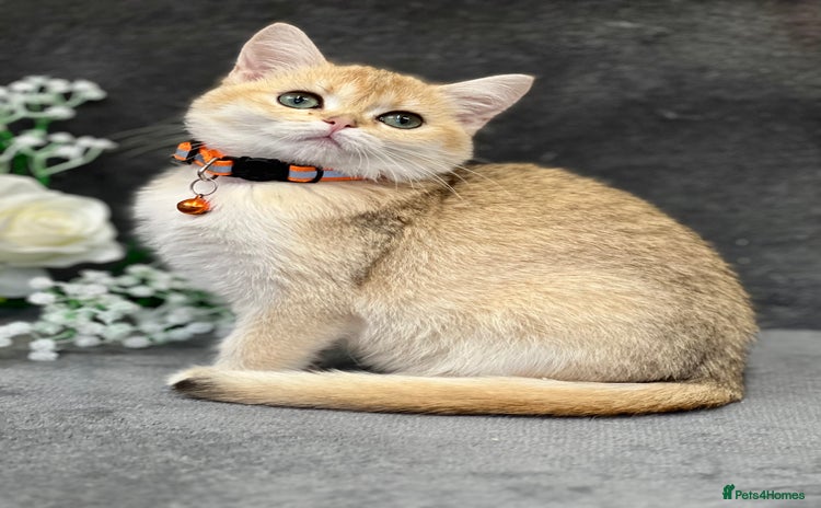 British Shorthair cats - Advert 2