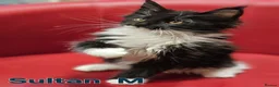 Maine Coon cats for sale: TICA Registered Maine Coon Kittens –  Ready Now!  in Northampton - Advert 4