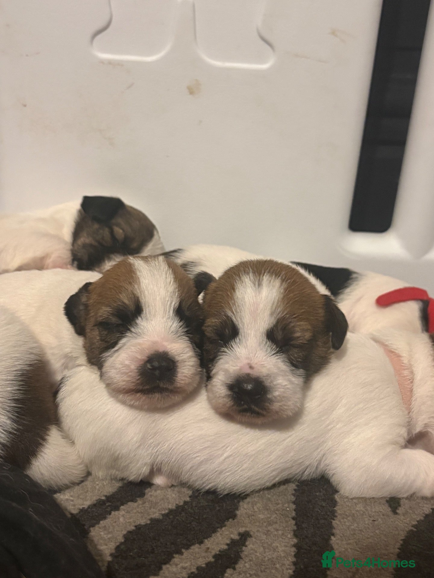 Jack Russell dogs Beautiful long haired Jack Russell puppies  - Advert 11