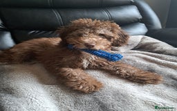 Toy Poodle dogs for sale: Choclate toy poodle 15 weeks - Image 1
