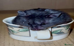 Hamster rodents for sale: Baby hamsters for sale - Image 2