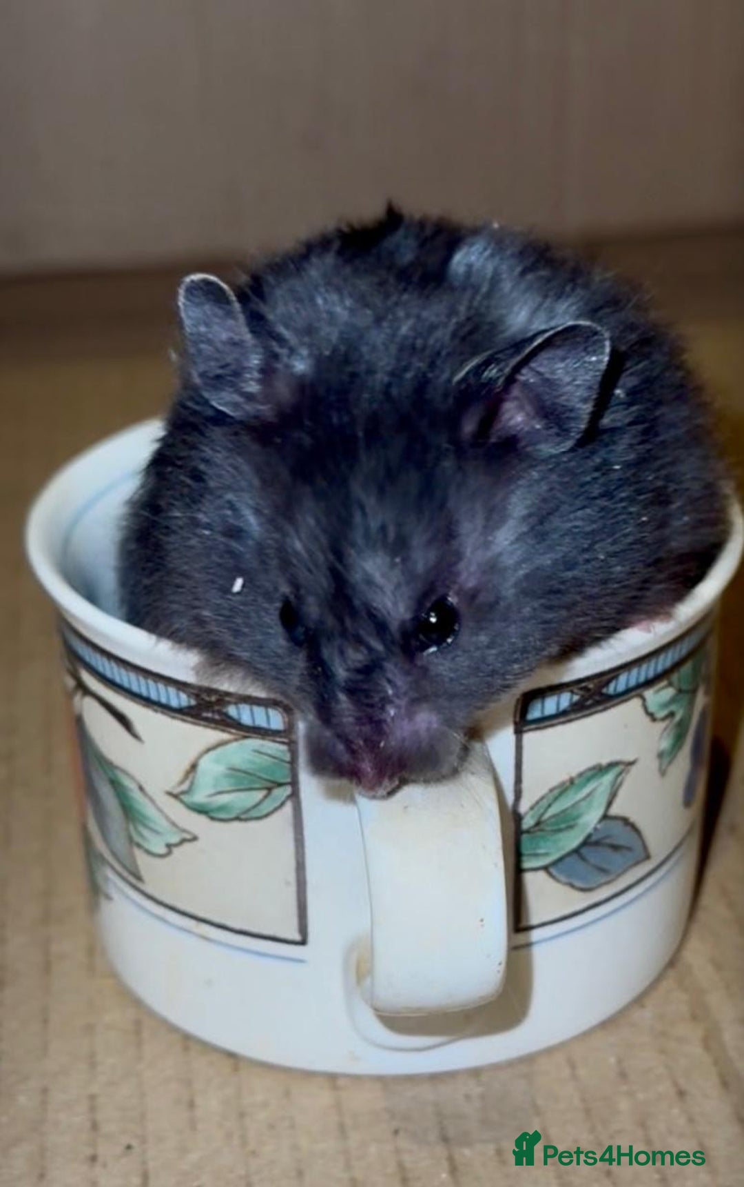 Hamster rodents for sale: Baby hamsters for sale - Image 2