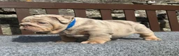 English Bulldog dogs for sale: Beautiful English bulldog puppies - Advert 15
