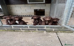 Sproodle dogs for sale: Ready to leave now F1 sproodles - Image 5