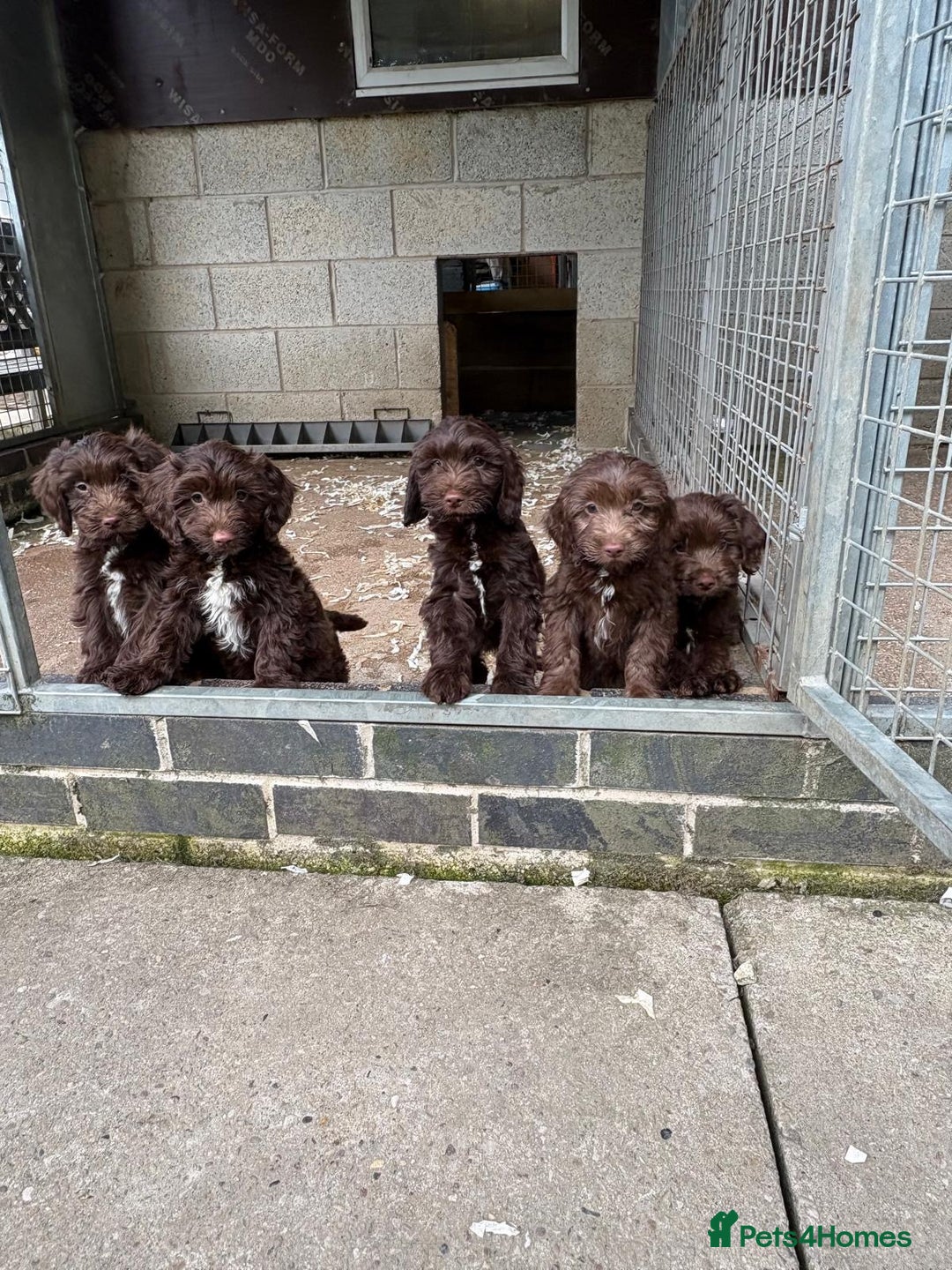 Sproodle dogs for sale: Ready to leave now F1 sproodles - Image 5