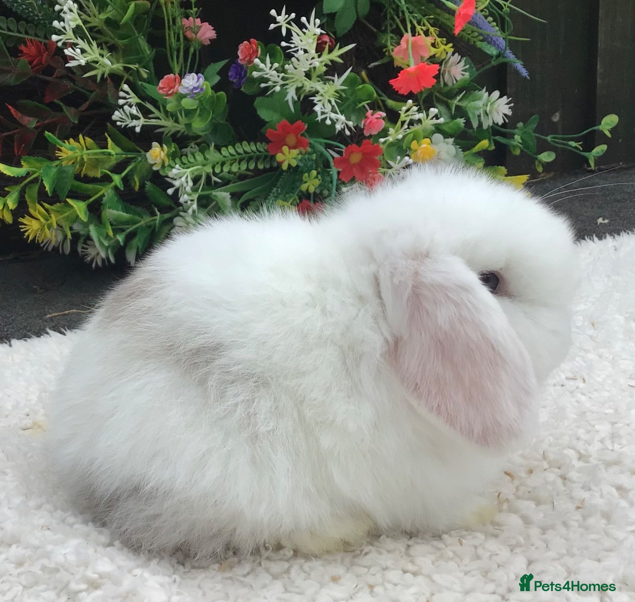 Mini Lop rabbits Mini lop buck - Advert 2