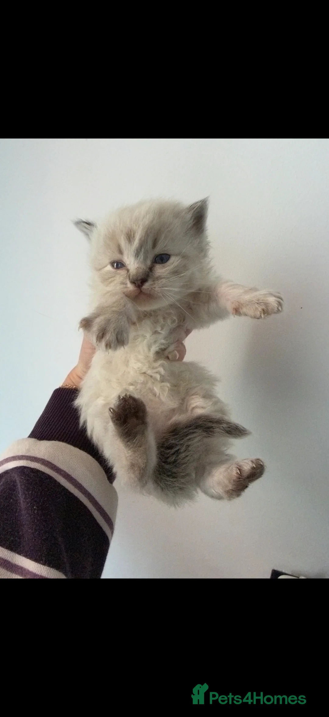 Ragdoll cats for sale: Pedigree Ragdoll Kittens  - Advert 4
