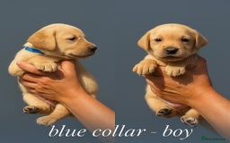 Labrador Retriever dogs for sale: Labrador pups - uniques Shades - Cream to Fox Red - Image 14