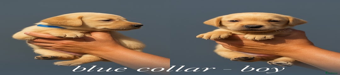 Blue Collar. - Boy