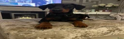Dobermann dogs for sale: Female doberman - Advert 6