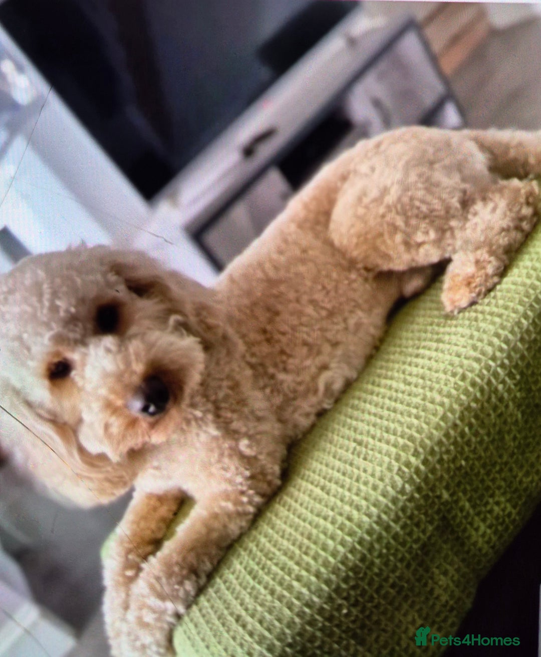 Labradoodle dogs for sale: Ready now gorgeous labradoodle puppies 3 boys - Image 9