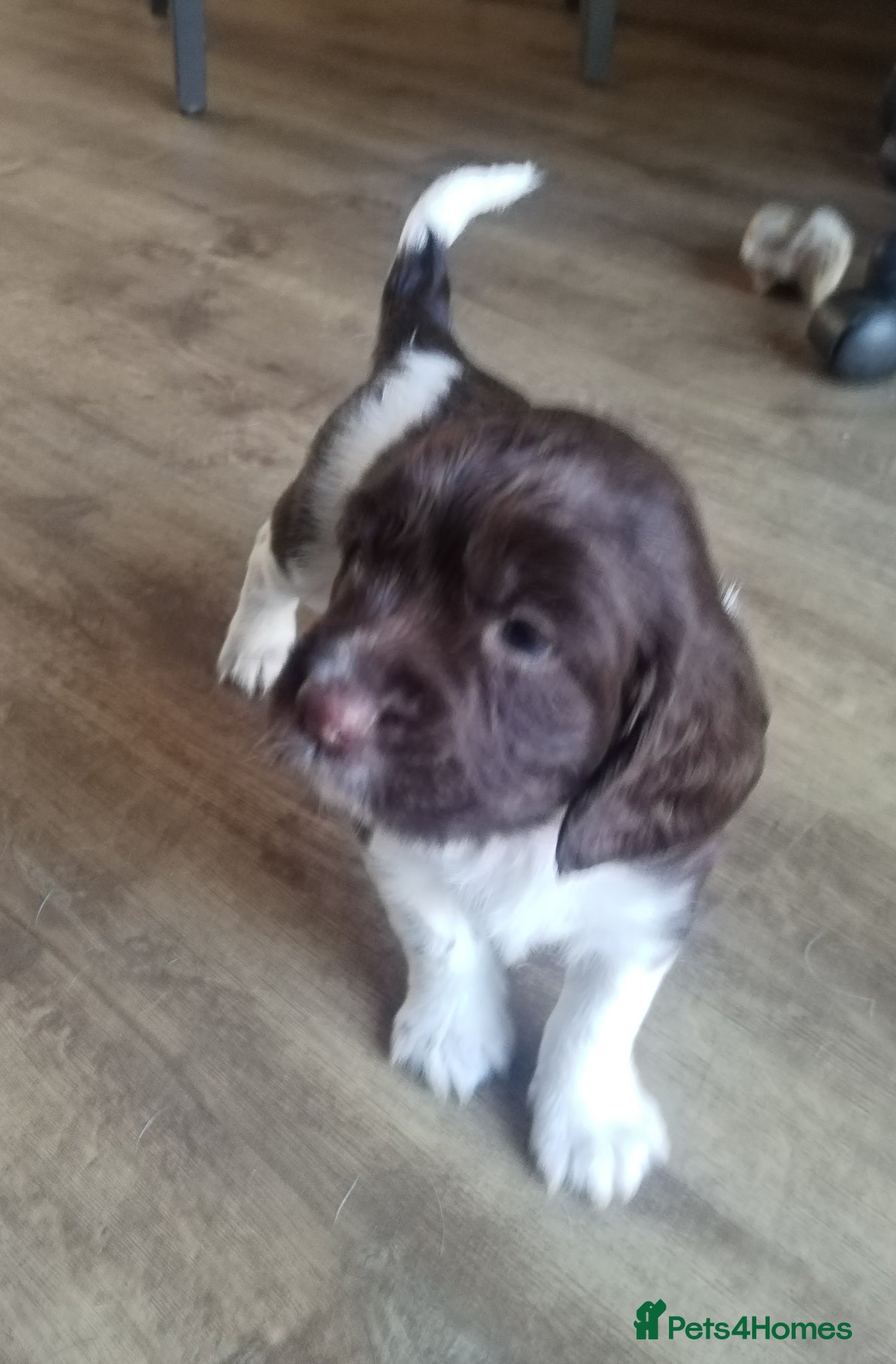 English Springer Spaniel dogs 2 beautiful ESS female puppies  - Advert 2